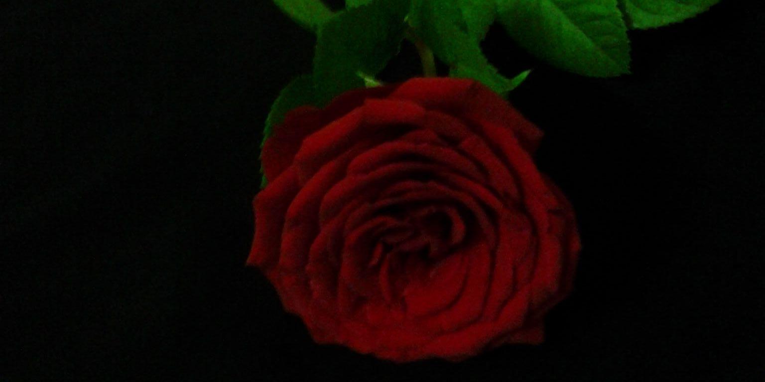 f_fro7a's profile banner image
