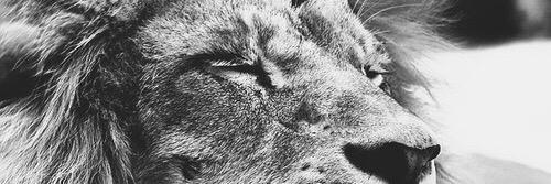 Iago banner