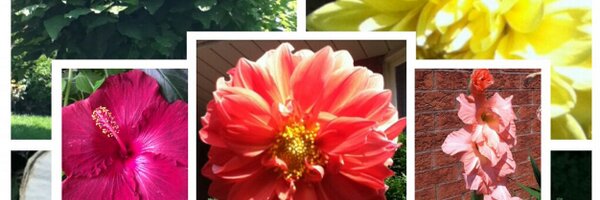 TracyHallidayP Profile Banner