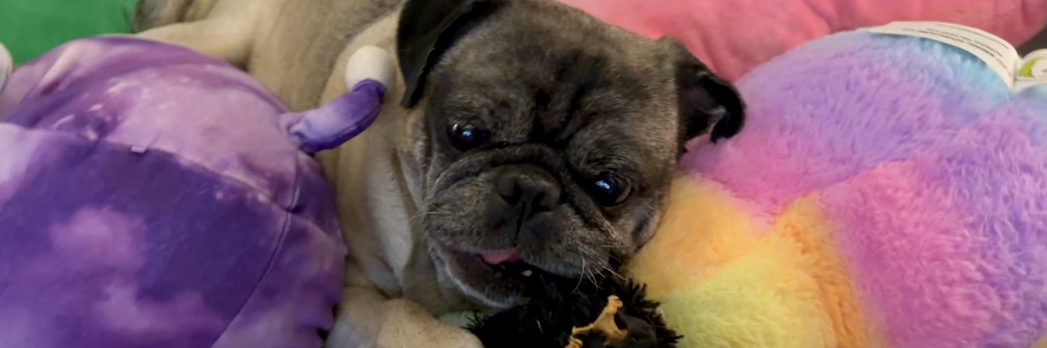 pugmami1's profile banner image