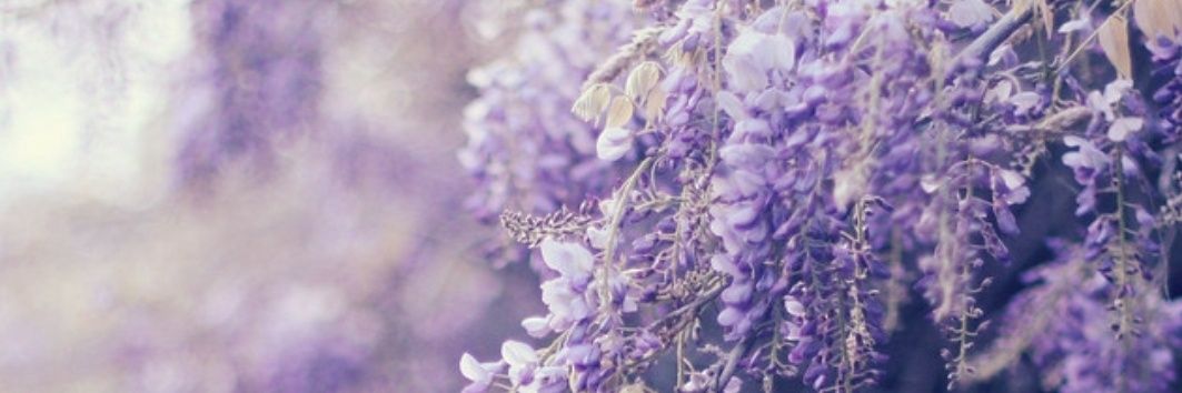 Brendalentini's profile banner image