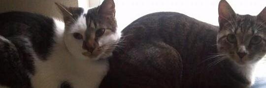 Chris O'Mealy #WeAre3LW banner