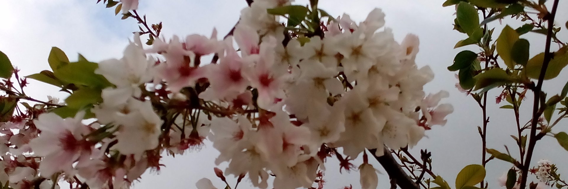 VioletViolist's profile banner image