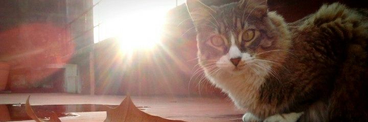MaacaDacal's profile banner image