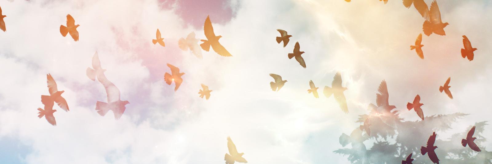 JannyYili's profile banner image
