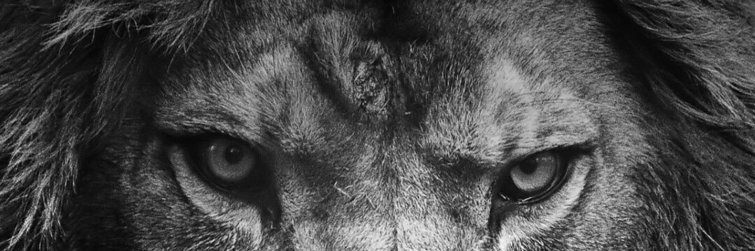 grykn's profile banner image