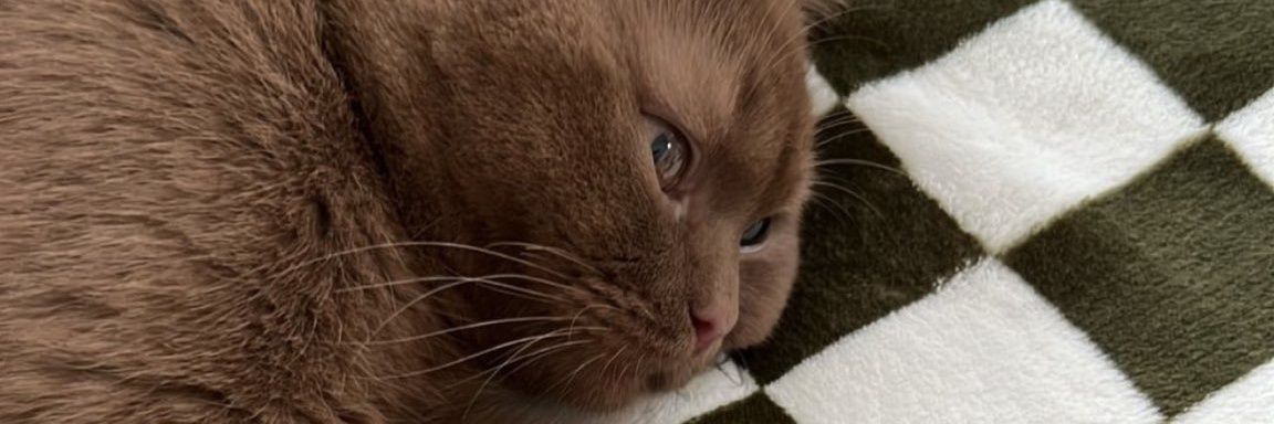 yskchk's profile banner image