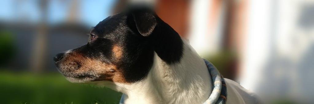 javo091's profile banner image