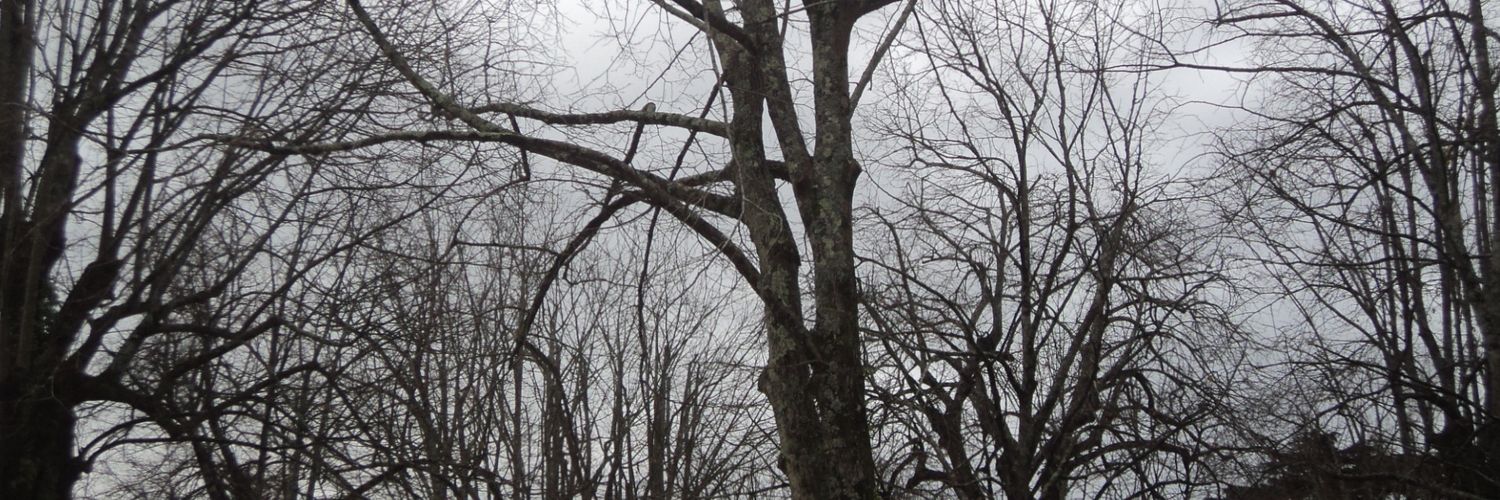 metafkangel's profile banner image