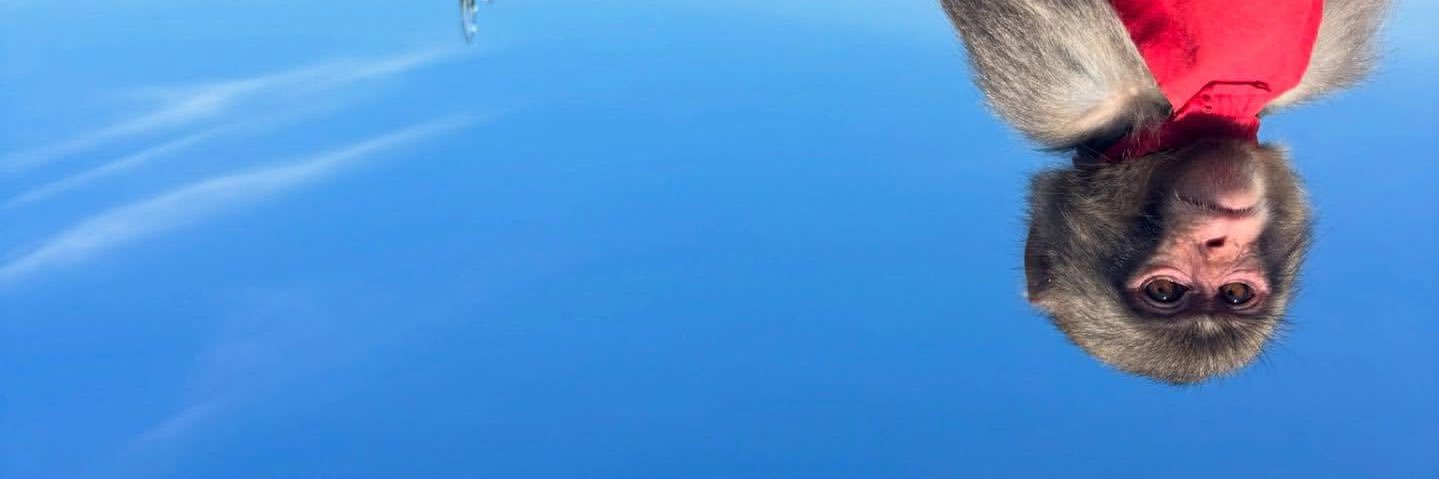 aiarredo's profile banner image