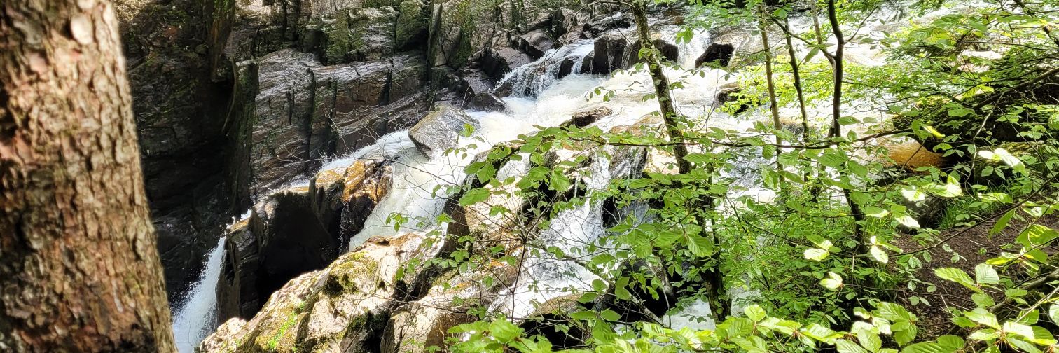 Christy D (she/her) 🍄🎤 banner