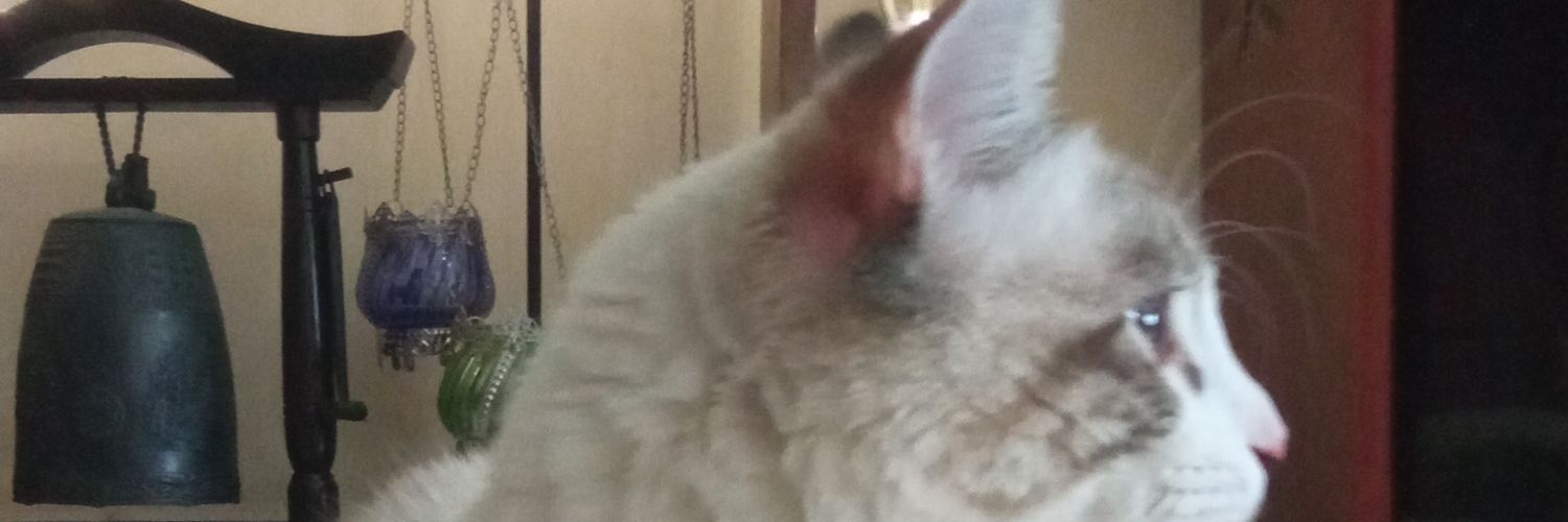 orcial's profile banner image