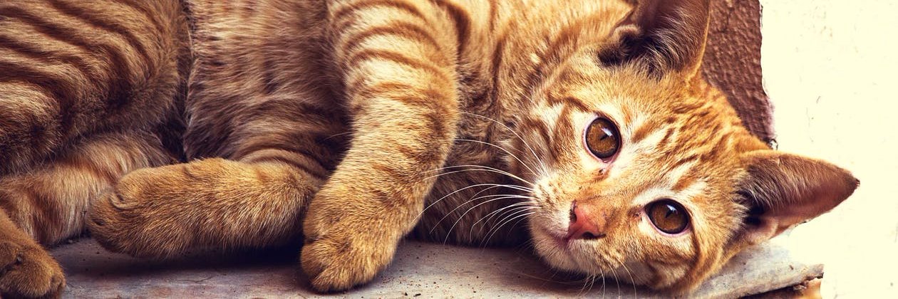 CALostCats's profile banner image