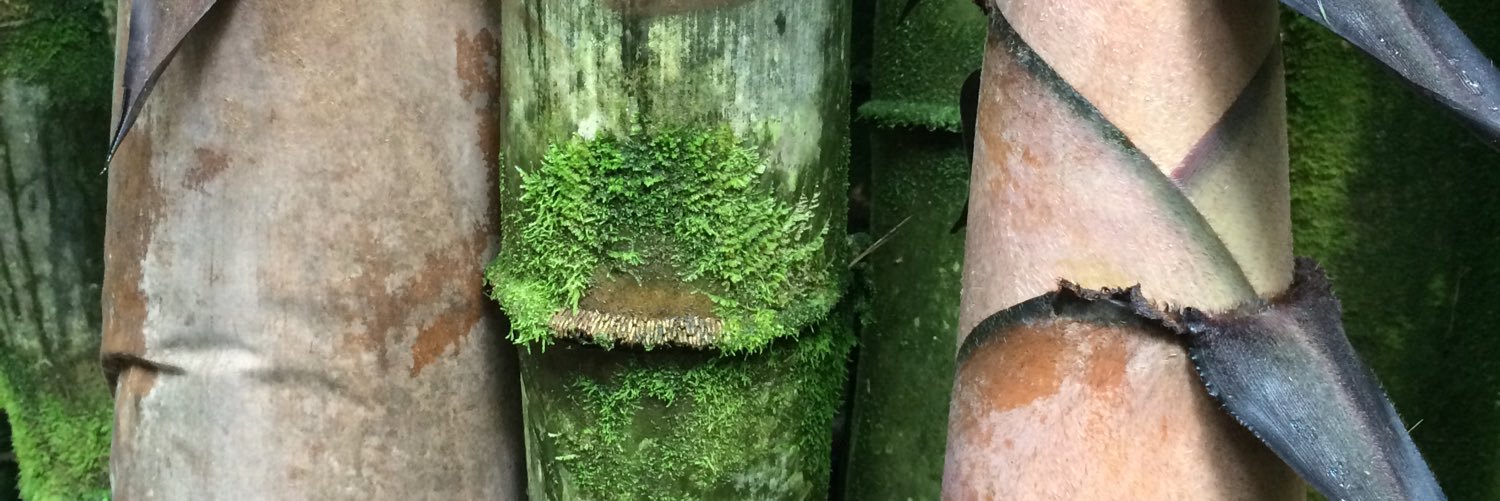 Veronica Luckman banner