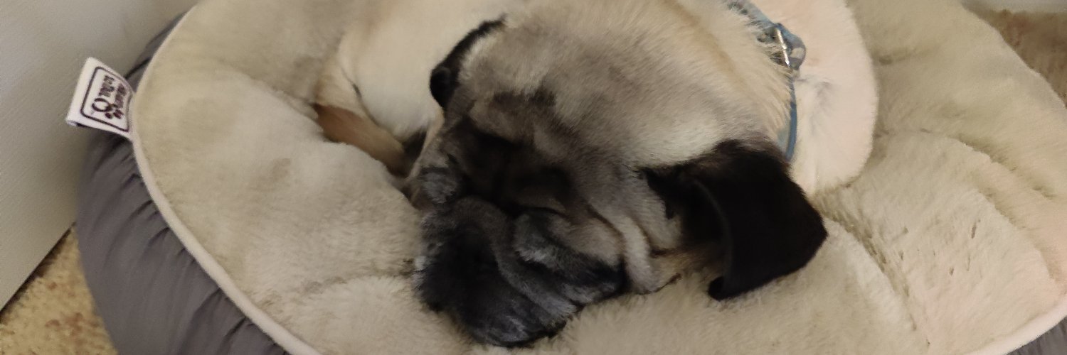 Smug Pug banner