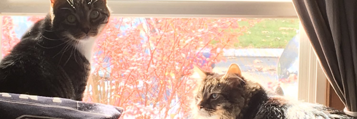 leasaari's profile banner image