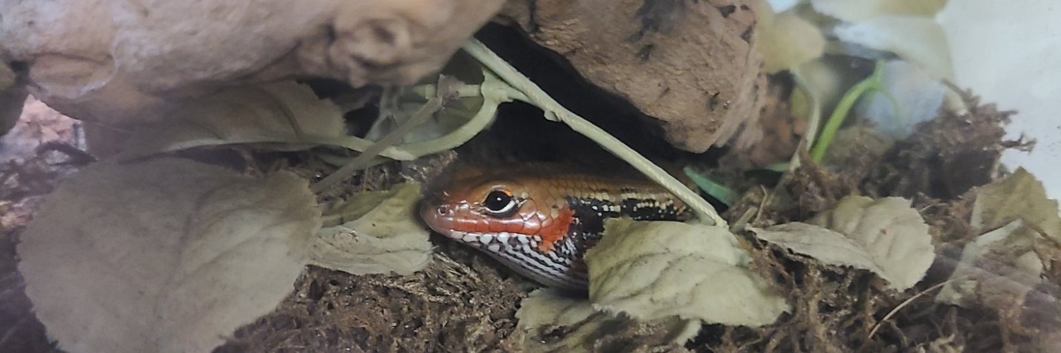 GhidorahStan64🐲🐲🐲 banner