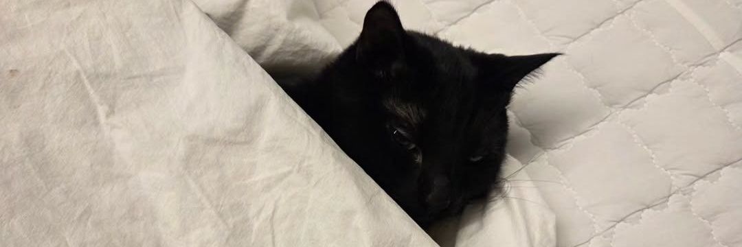 catangerine_'s profile banner image