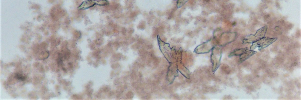 Hélène Hauduc banner