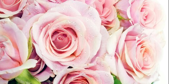 haleyhasatweet's profile banner image