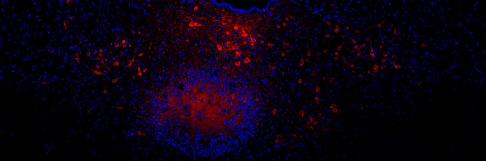 Kristina M. Wright, PhD banner