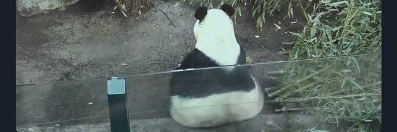 MrFuzzyPandaz's profile banner image