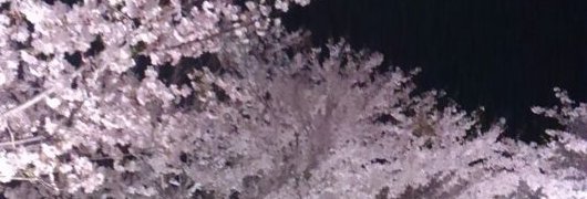 lycoris531's profile banner image