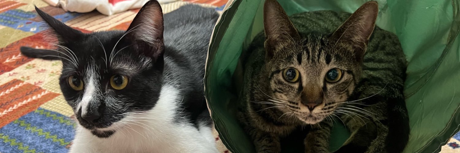 cat cafe ねこごこち★保護猫カフェ's banner
