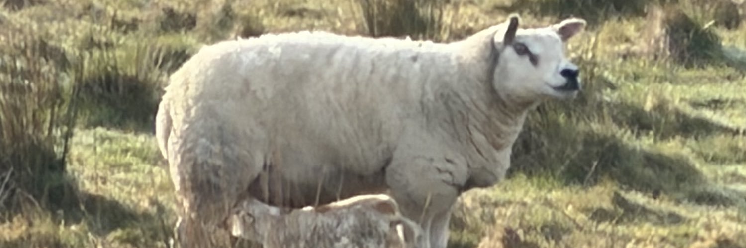 🏴󠁧󠁢󠁷󠁬󠁳󠁿 Aman banner