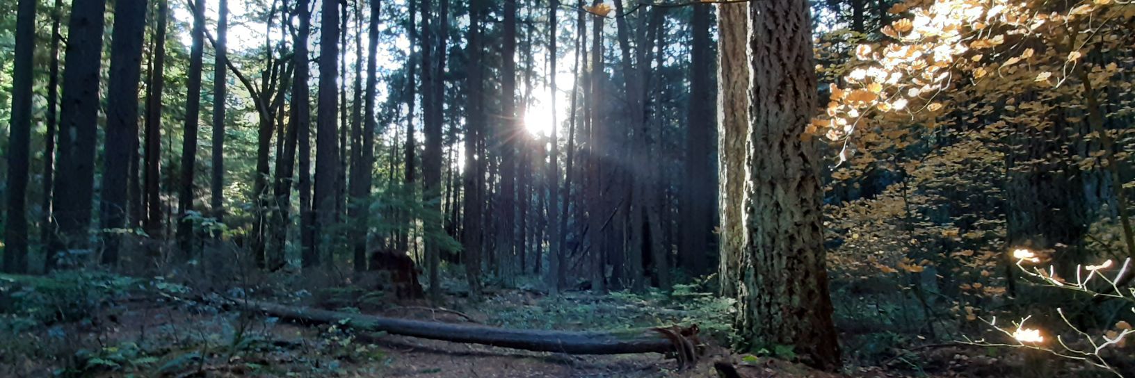 Dominika Nackiewicz banner