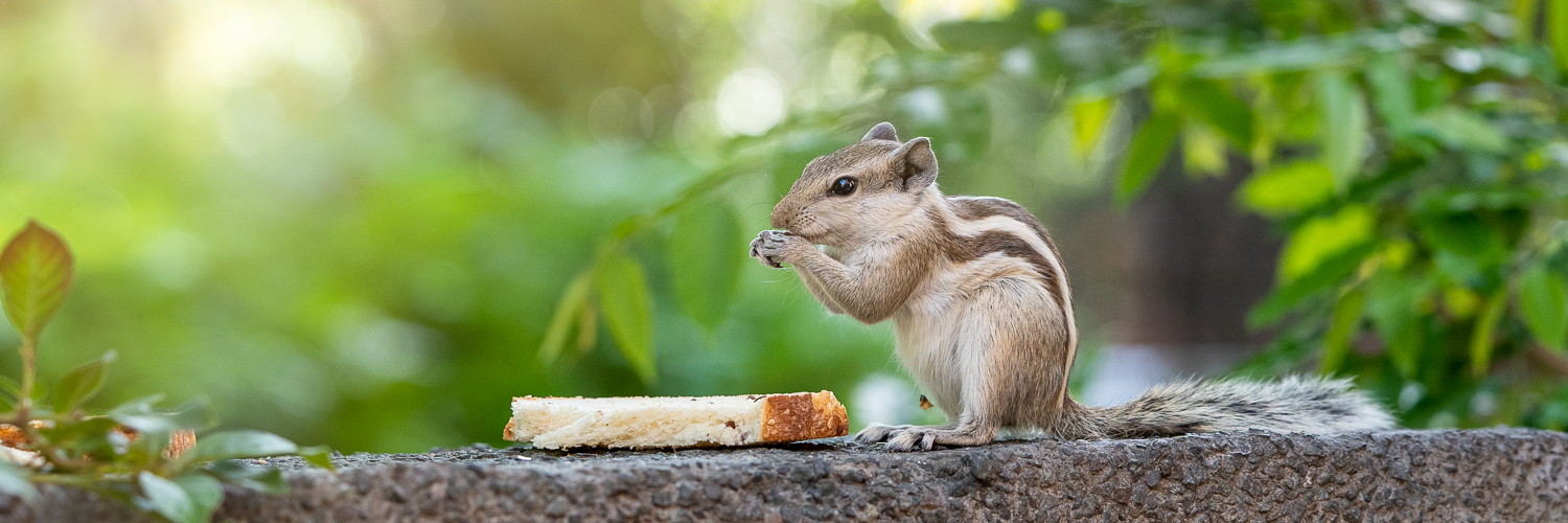 Swapnil Mathur banner