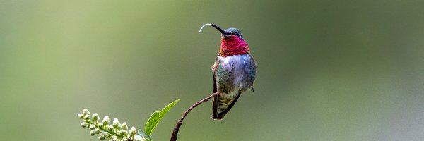 MulveyLab Profile Banner