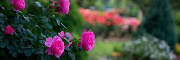 ↩ كلستان الورد ↪ banner