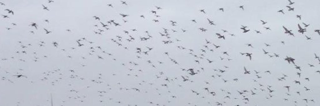 whistlingwings2's profile banner image