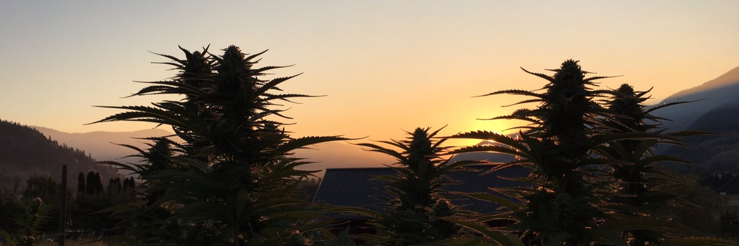 Craft Cannabis banner