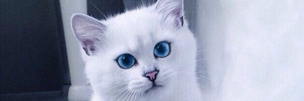 alinocchkaa's profile banner image
