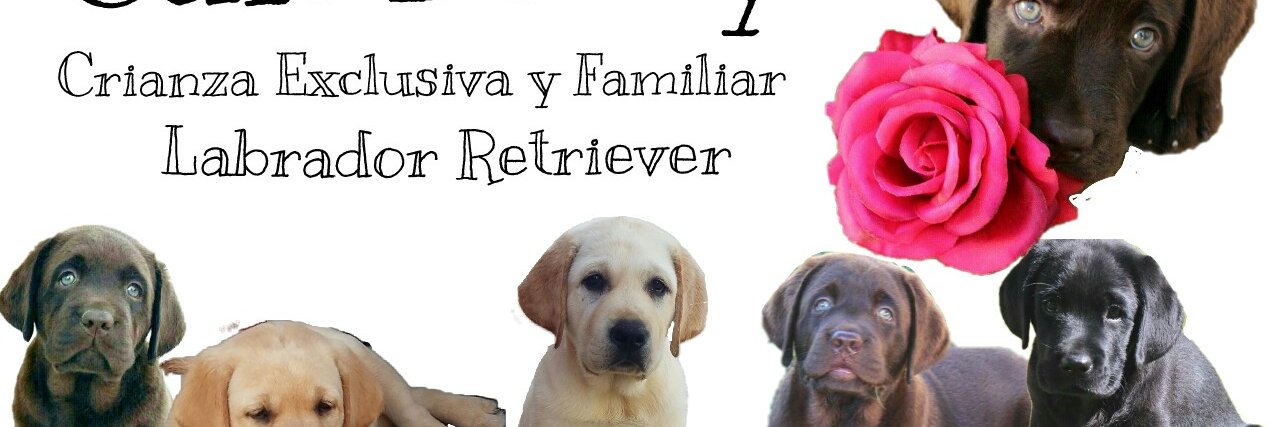 CANBOTEYLABRADO's profile banner image