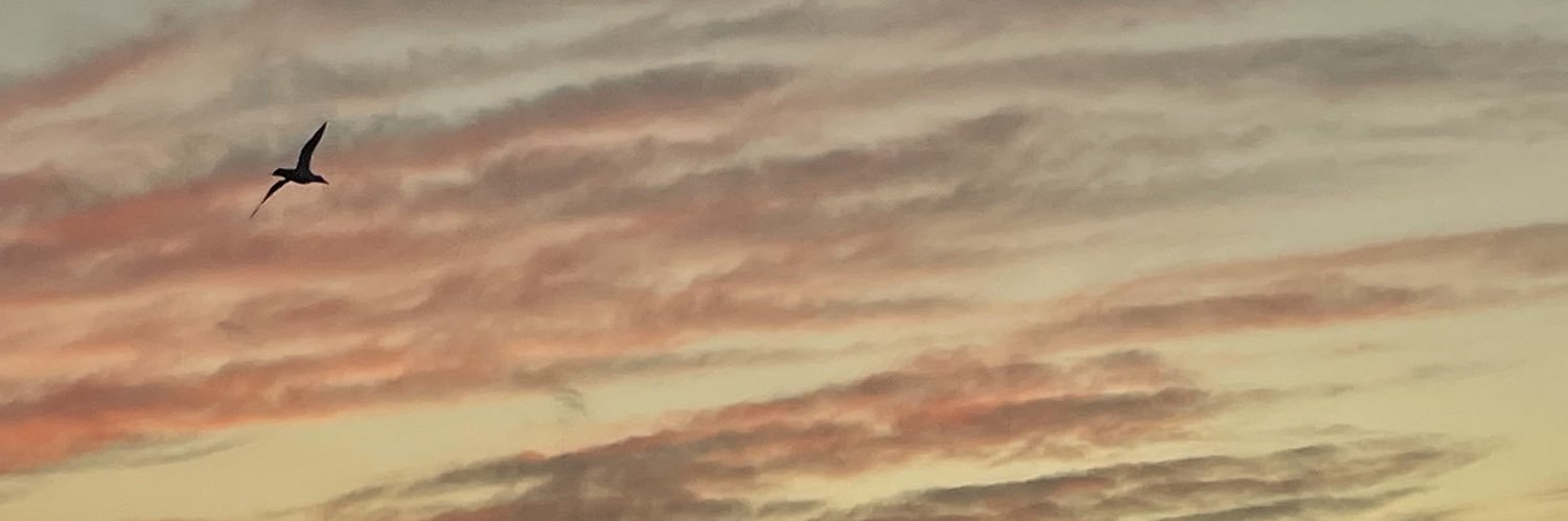 mehriguner's profile banner image