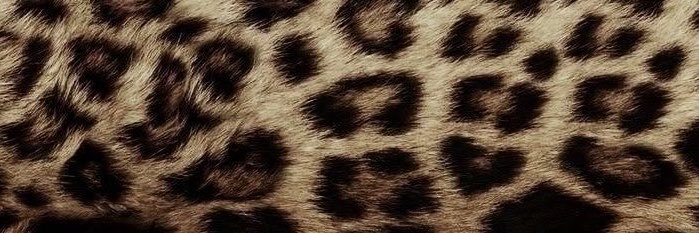 senaovic's profile banner image