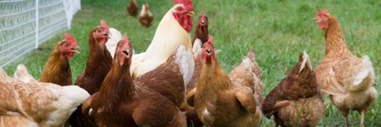 What Fidds Would Say banner