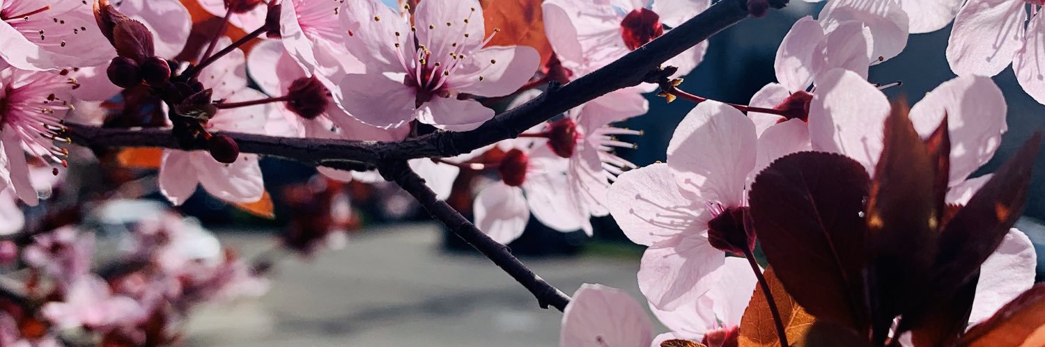 Lindsey Cochran banner