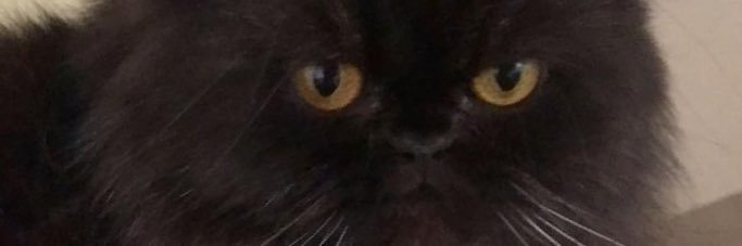 BenaBaig's profile banner image