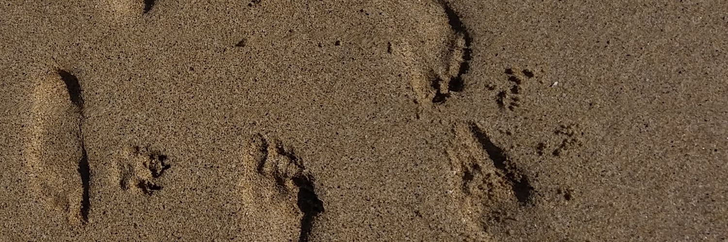 elproct's profile banner image