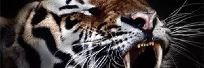 Martininwosy's profile banner image