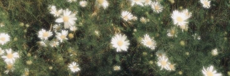 littedaisy's profile banner image