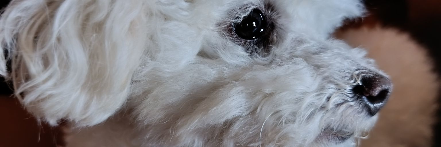 estefaniafaure's profile banner image