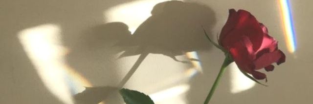 🌹 banner