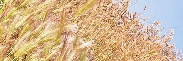 Pokosnya's profile banner image