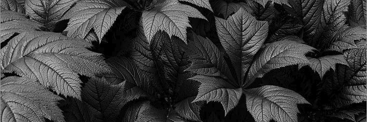 ne_molyneux's profile banner image
