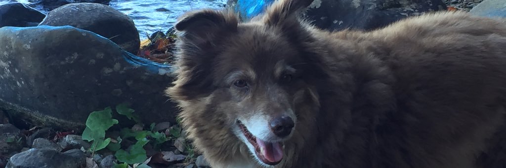 dclevandier's profile banner image